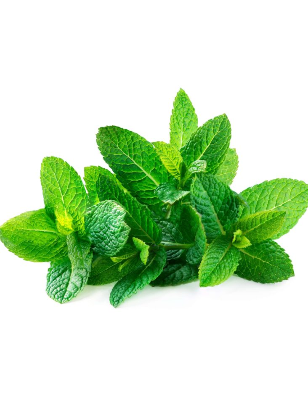 Wellness Farms Organic Mint (Podina) - One Bunch