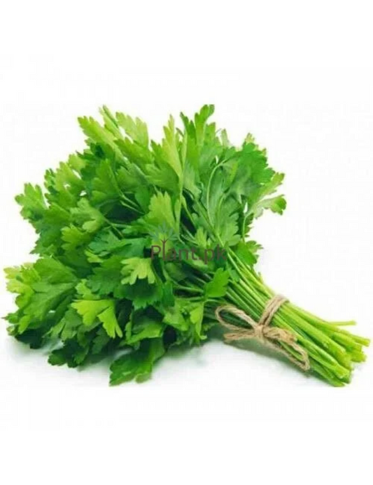 Wellness Farms Organic Coriander (Dhania) - One Bunch