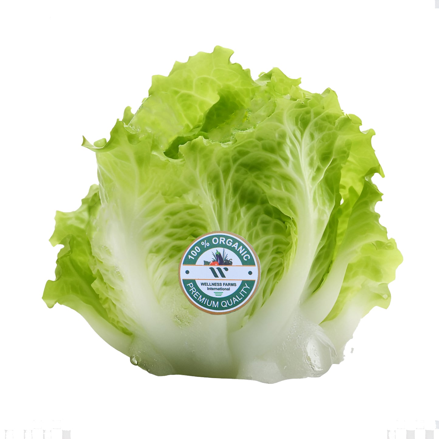 Wellness Farms Organic Iceberg Lettuce (250g)